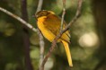 /album/photo-gallery-wildlife1/golden-bowerbird-prionodura-newtoniana-longlands-gap-jpg/